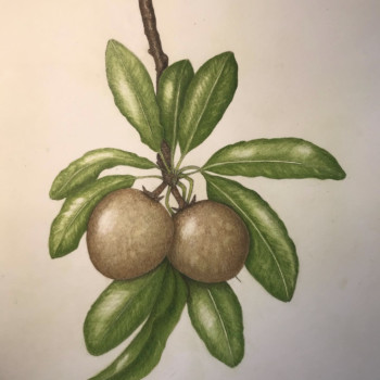 sapodilla-done-during-draw-botanical-ntbg-workshop-week-2