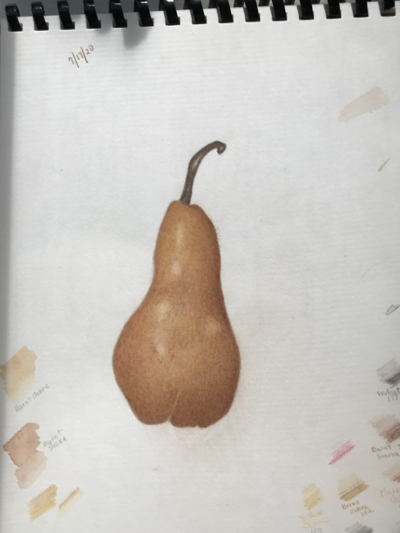 exercise-46-48-in-joy-of-botanical-drawing