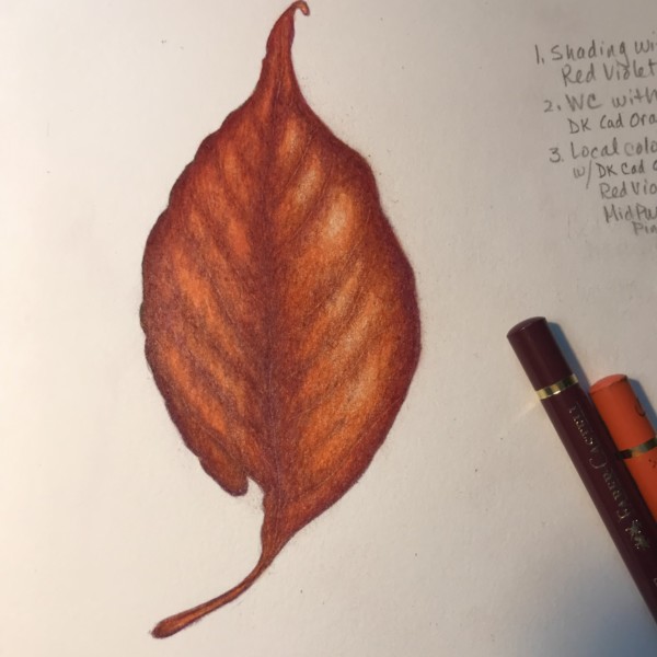 Leaf Practice - old Dogwood leaf