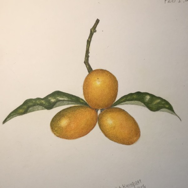 Kumquat from Draw Botanical NTBG 2022 Week 1