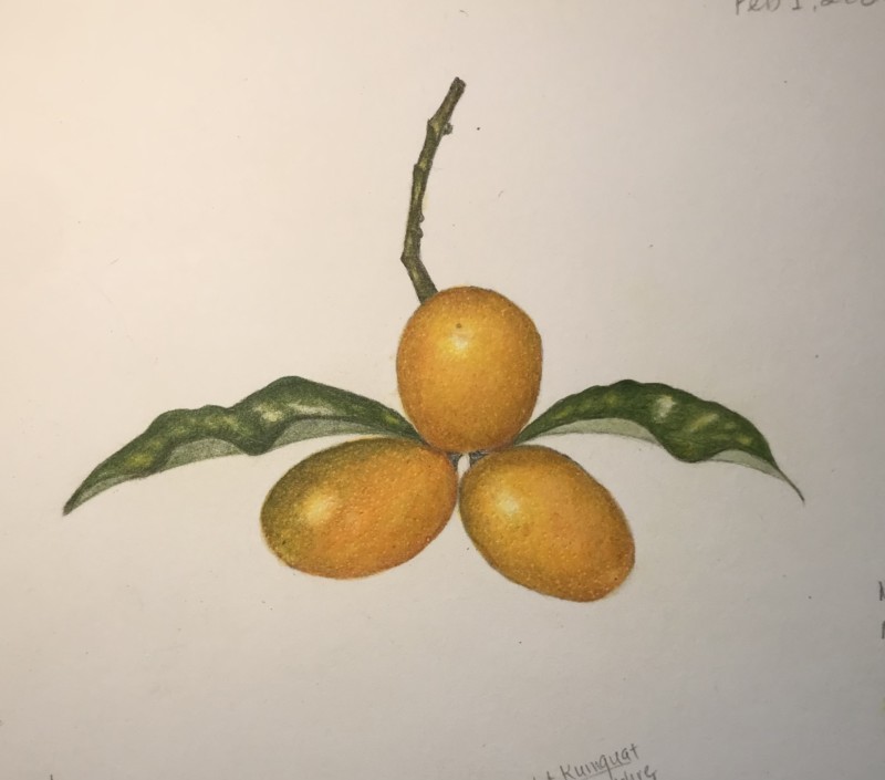 kumquat-from-draw-botanical-ntbg-2022-week-1