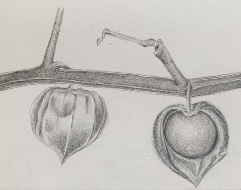 lesson-21-complex-overlap-gooseberries