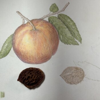 peach-pit-challenge