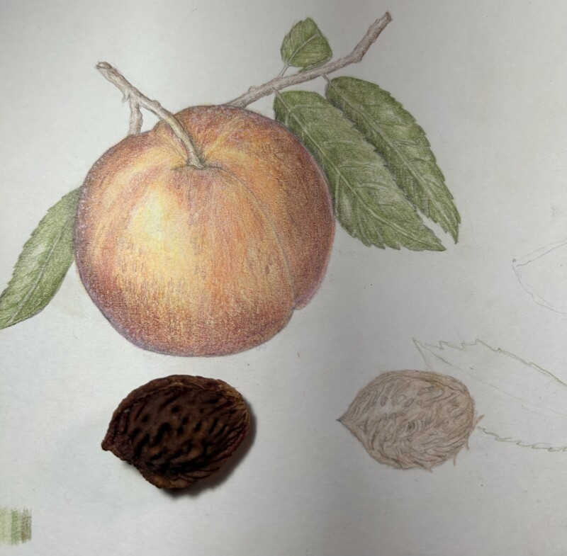 peach-pit-challenge