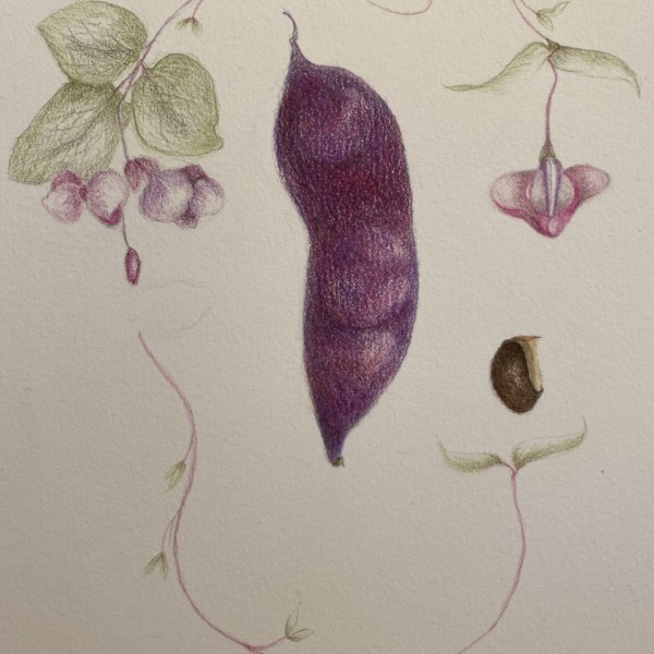 Hyacinth Bean Vine Seed Pod
