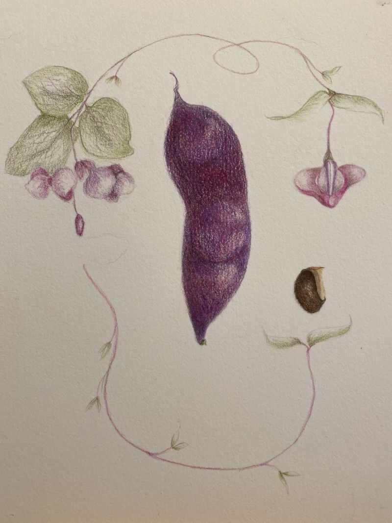 hyacinth-bean-vine-seed-pod