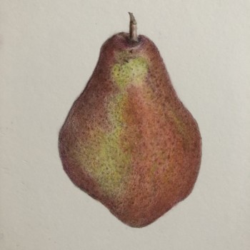 pear-3