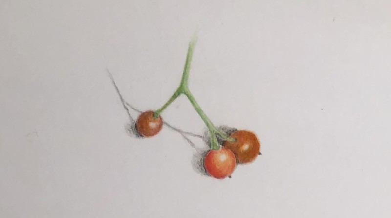 small-fruits-lesson-19-nandina-berries