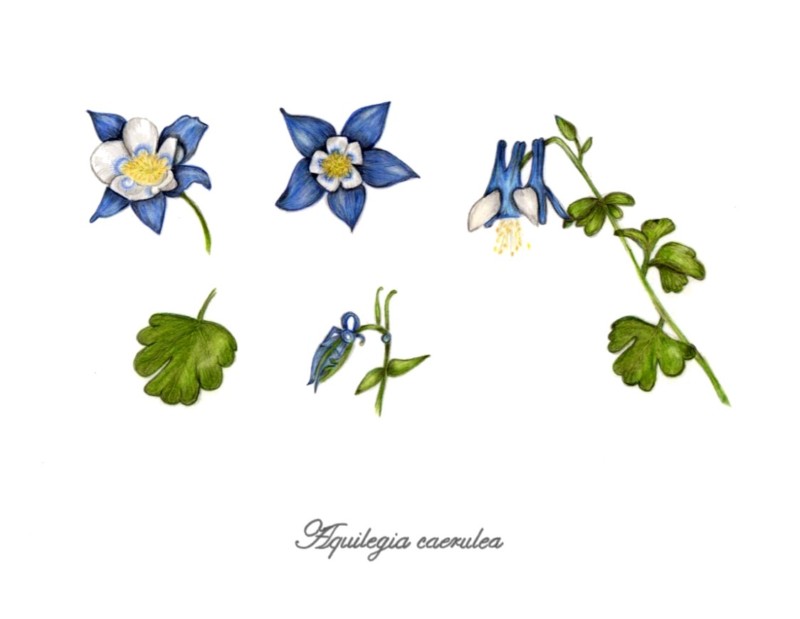 botanical-practice-columbine-study-1
