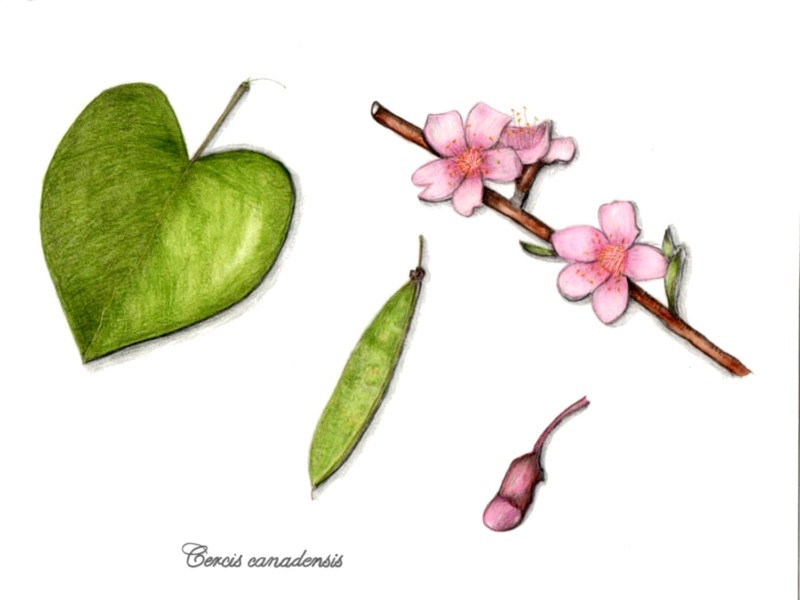 botanical-practice-redbud-1