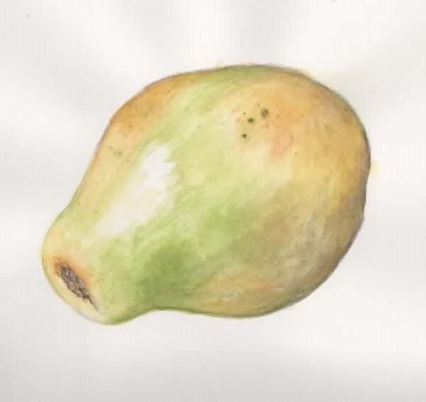 Papaya, pencil and watercolor NOV 24