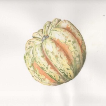 squash-pencil-watercolor-nov-24