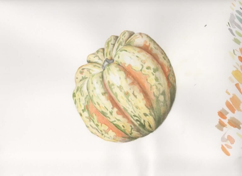 squash-pencil-watercolor-nov-24