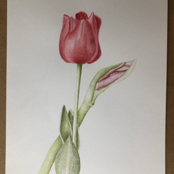 tulip drawn from potted bulb study