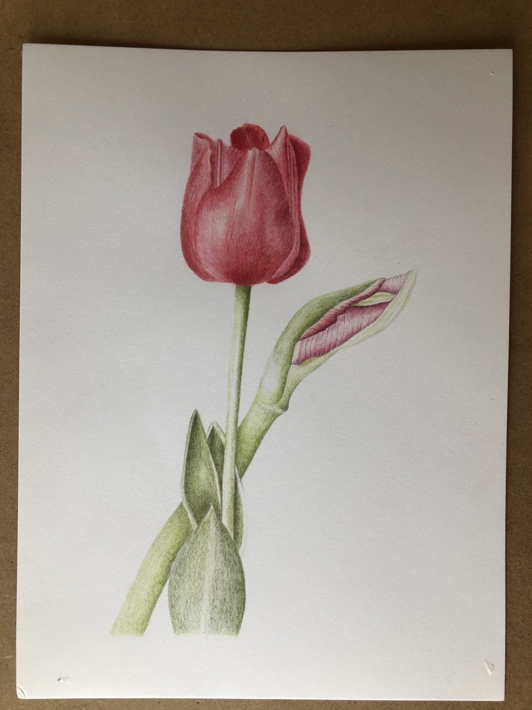 tulip-drawn-from-potted-bulb-study