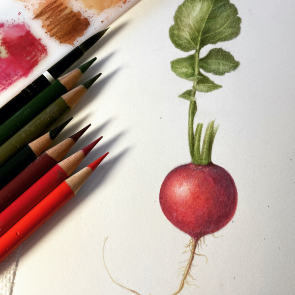 Demo drawing during Botanicals for Beginners Workshop with Pam and Sam April 2022 Radish