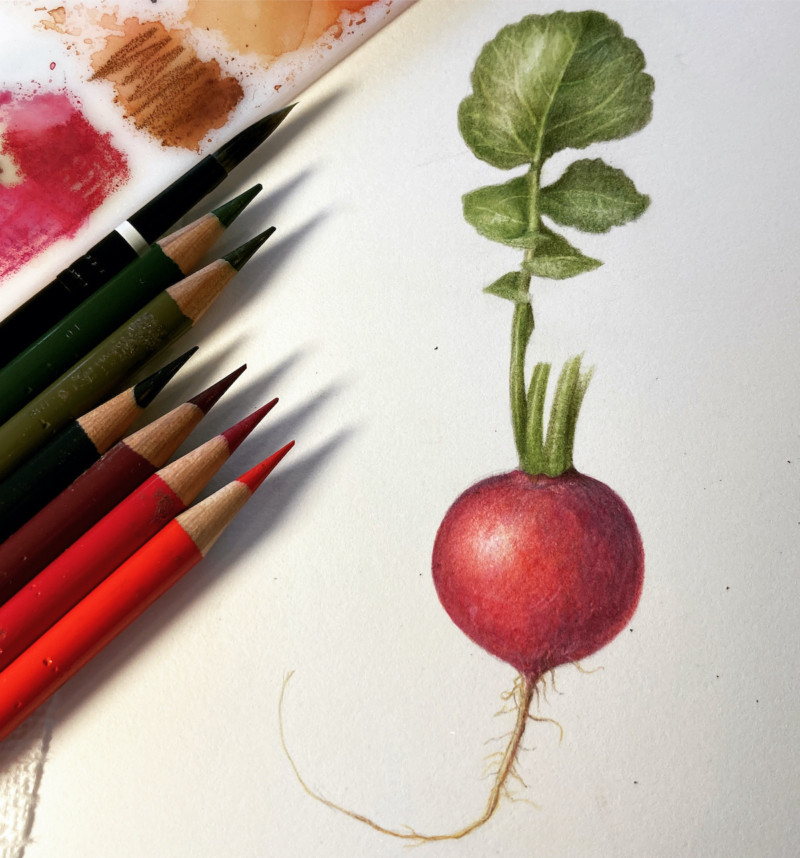 demo-drawing-during-botanicals-for-beginners-workshop-with-pam-and-sam-april-2022-radish