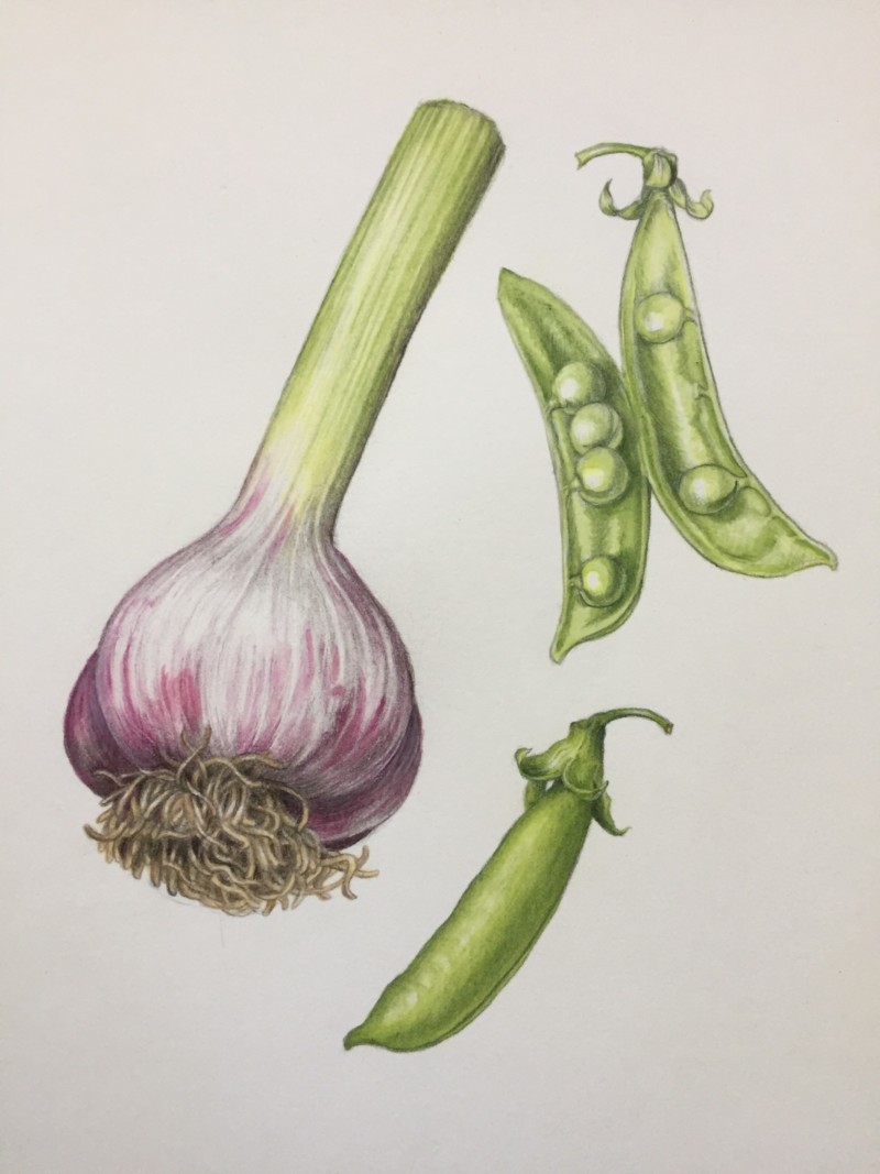 garlic-peas-sweet-digz-farm-richmond-bc-canada-july-2020