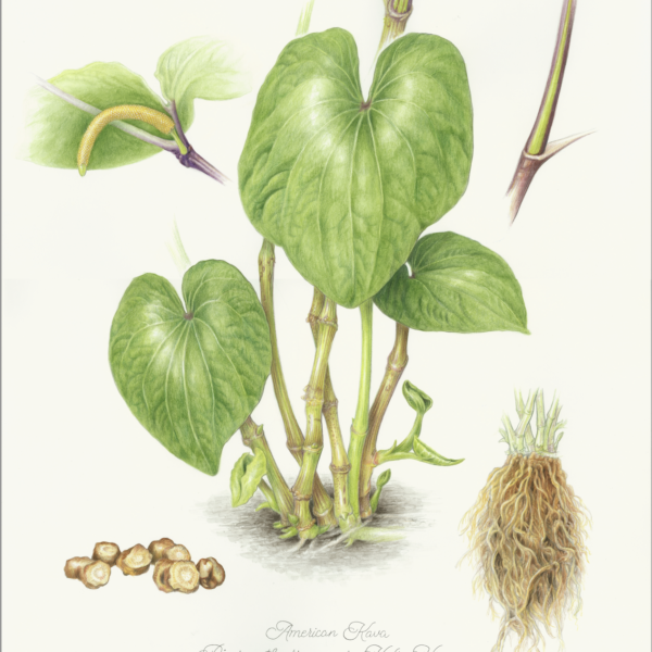 Kava - Piper methysticum