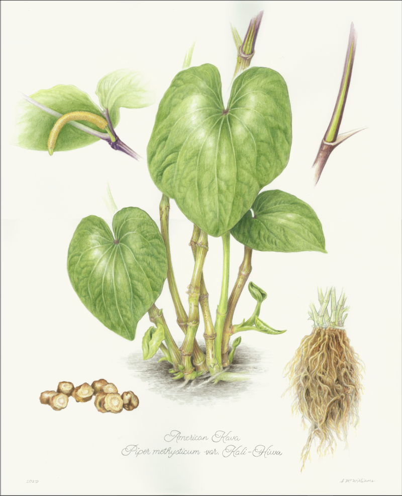 kava-piper-methysticum