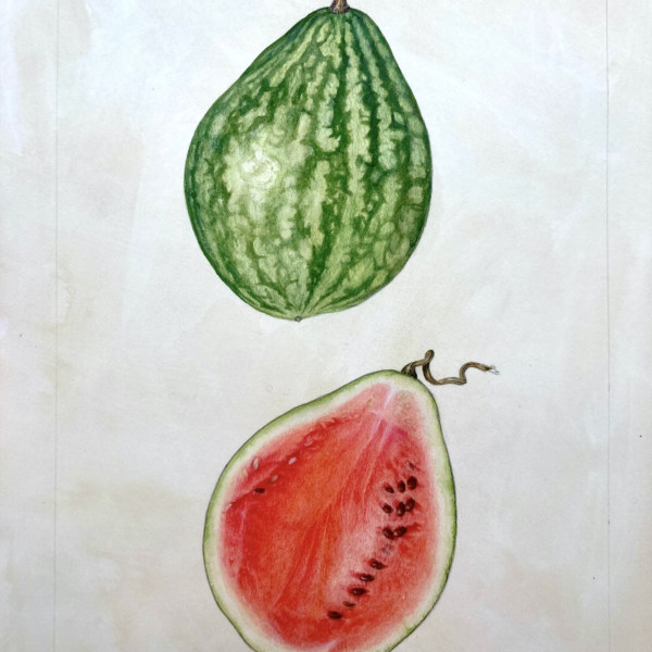 Mini Black Beauty Watermelon