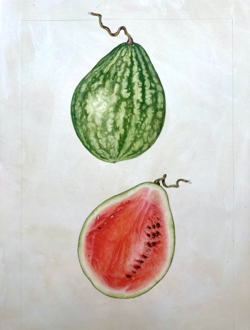 mini-black-beauty-watermelon