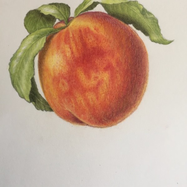 Peach with Leaves from Summerland BC 2020 Aug