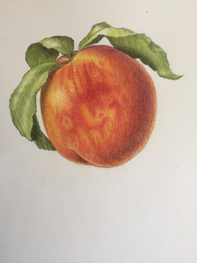 peach-with-leaves-from-summerland-bc-2020-aug
