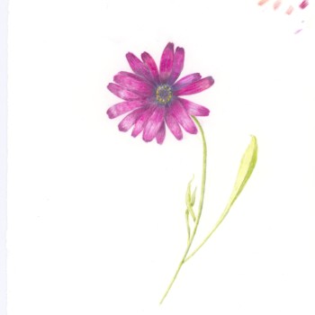 paarse-bloem