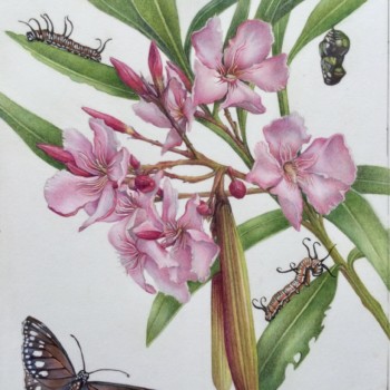 pollinator-party-3-common-australian-crow-on-oleander-host-plant