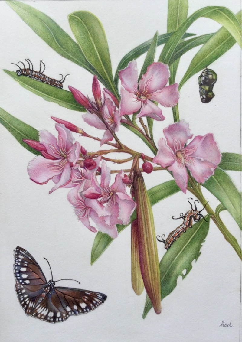 pollinator-party-3-common-australian-crow-on-oleander-host-plant