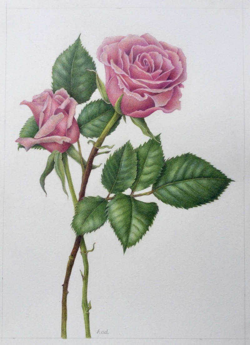 birthday-roses