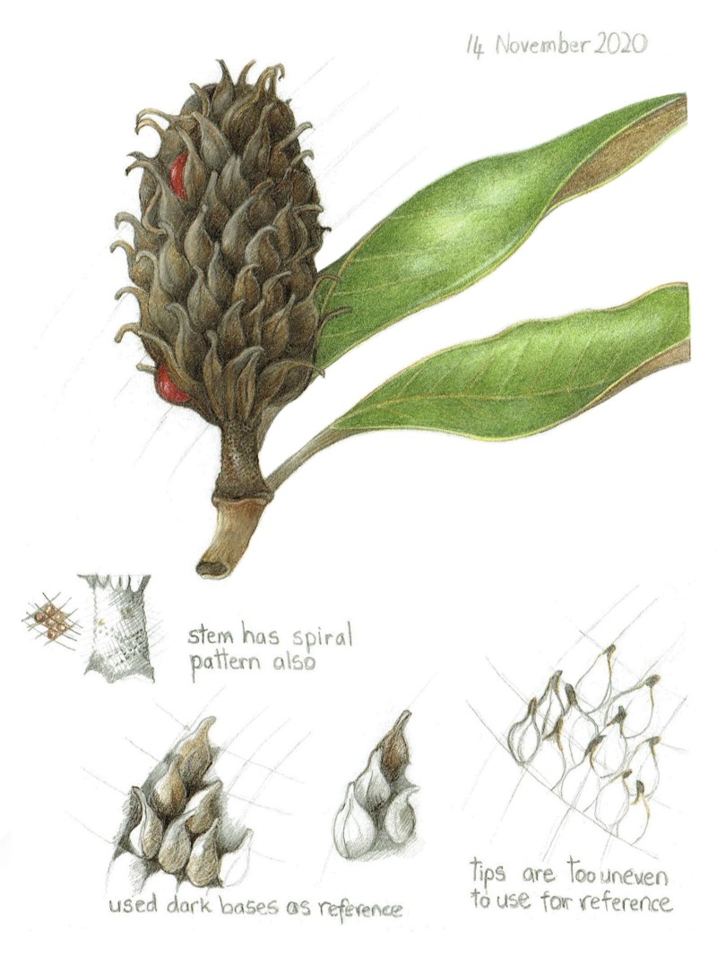 patterns-in-nature-magnolia-seed-pod