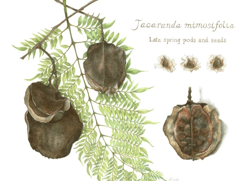 jacaranda-pods-and-seeds