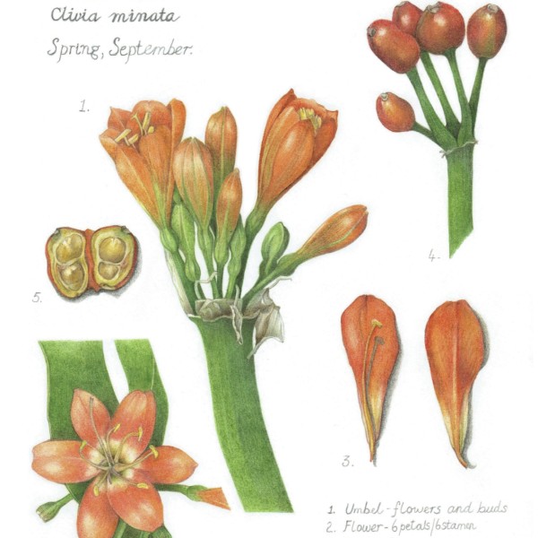 Bush Lily journal page