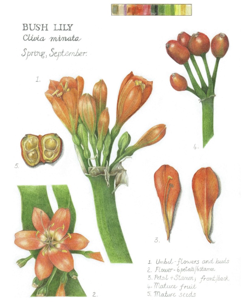 bush-lily-journal-page
