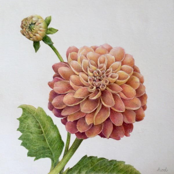 Dahlia hortensis