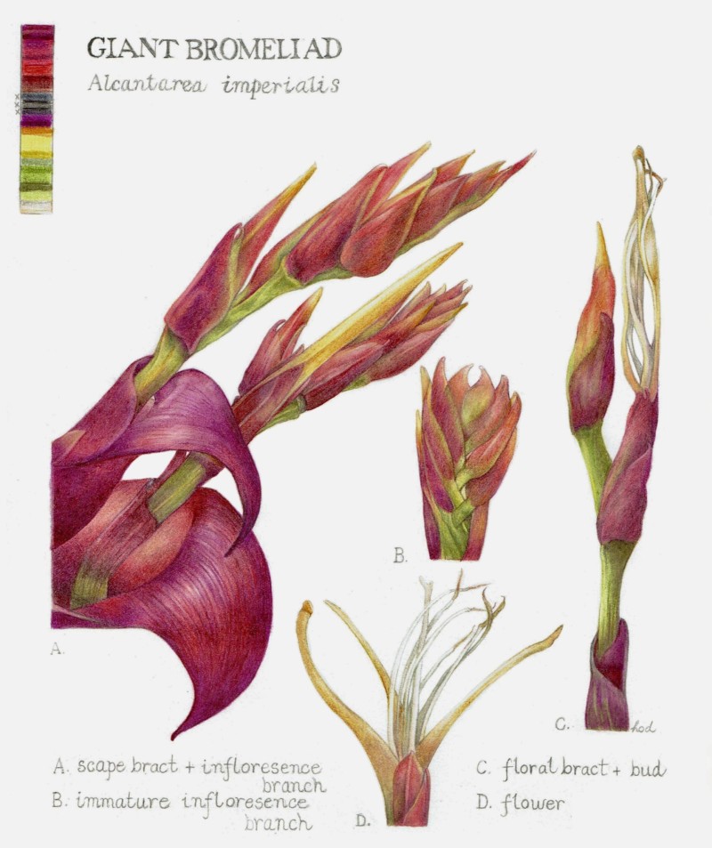giant-bromeliad
