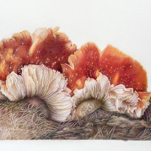 Aging Amanita mushrooms
