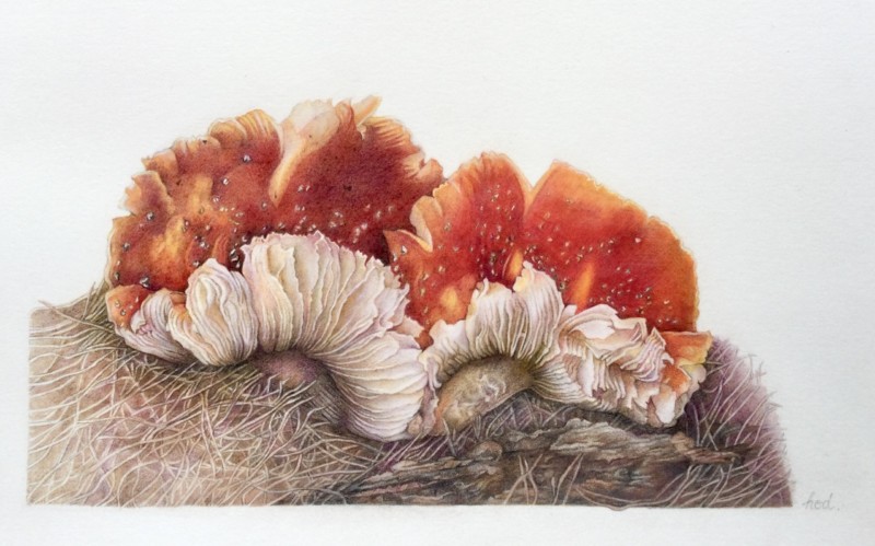 aging-amanita-mushrooms