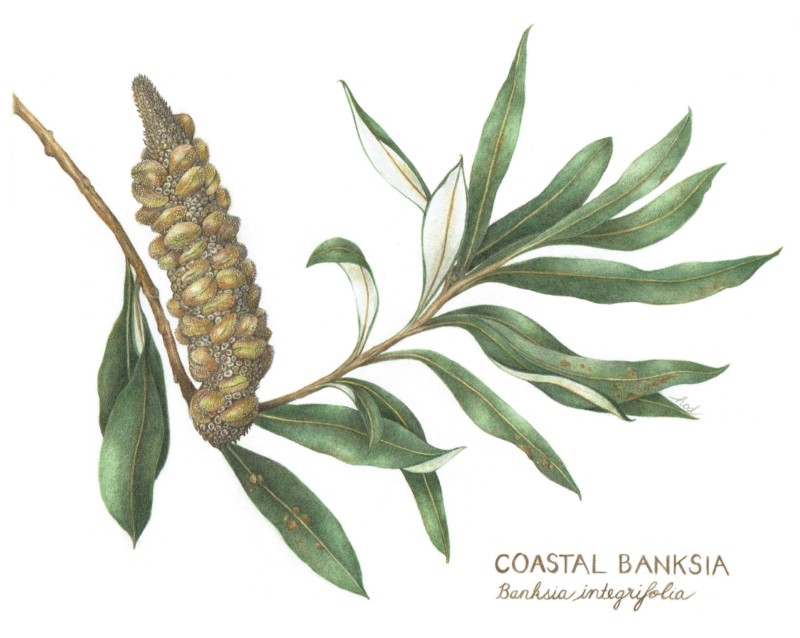 coastal-banksia-scanned-and-renamed