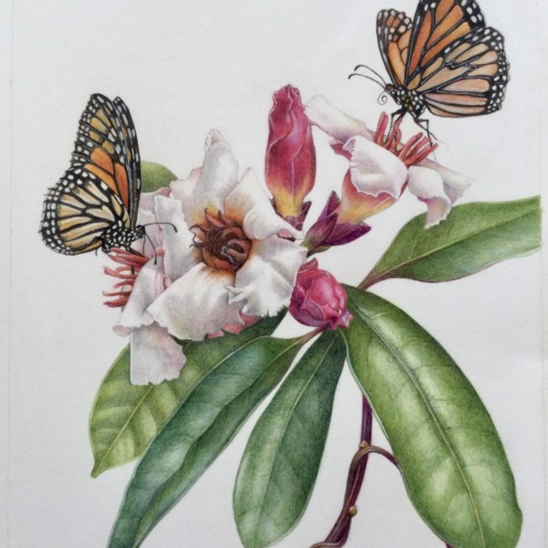 Pollinator Party 1. Monarchs and Climbing Oleander