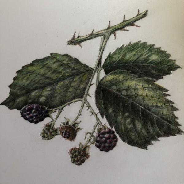 end-of-summer blackberries
