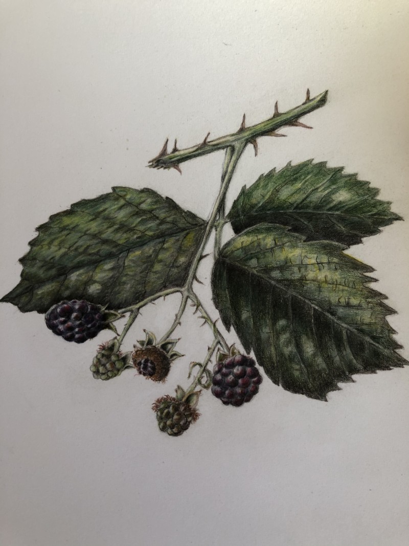 end-of-summer-blackberries