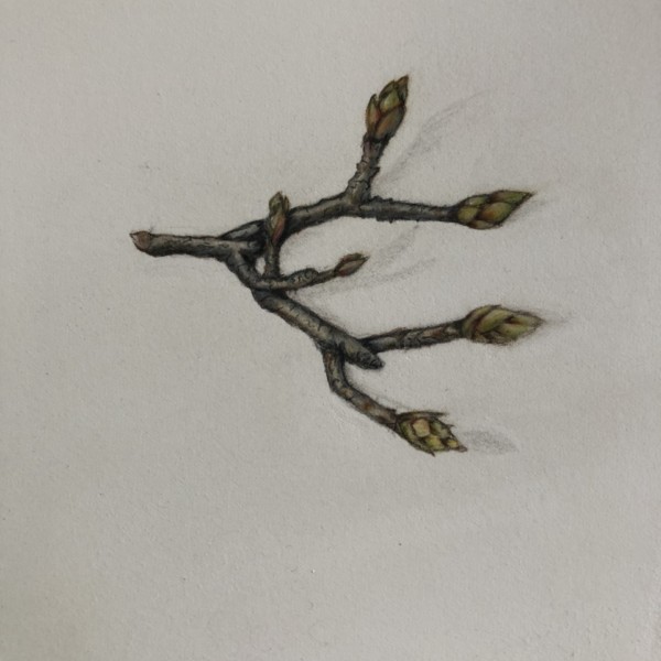 hydrangea buds in winter 