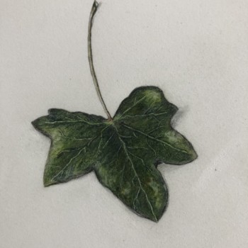 ivy-leaf-fixed-up