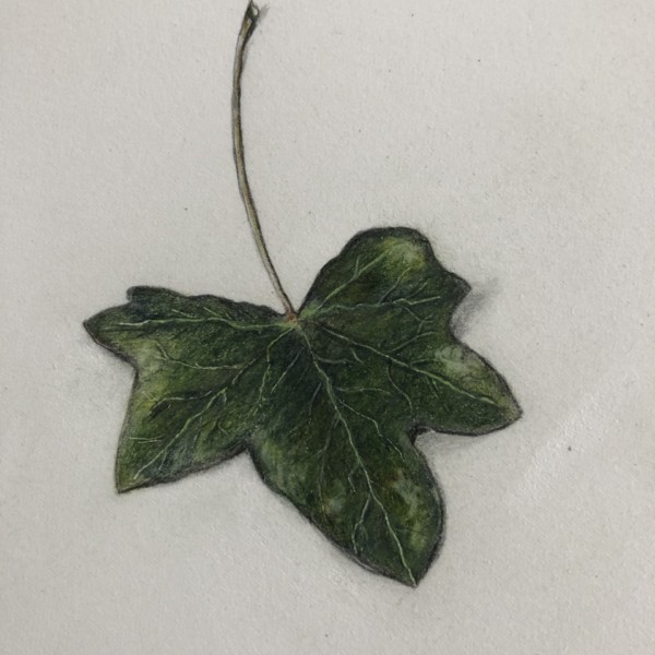 ivy leaf fixed up 