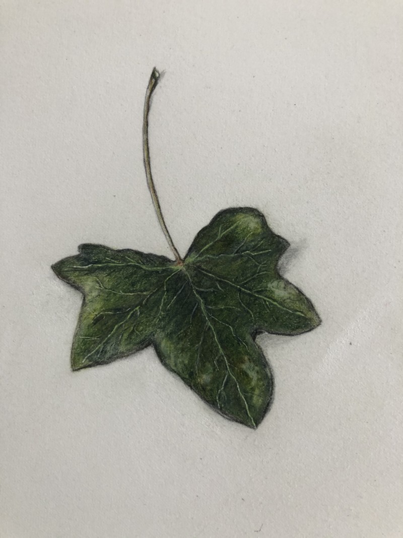 ivy-leaf-fixed-up