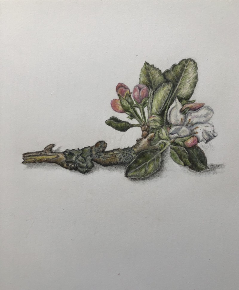 apple-blossom-completed