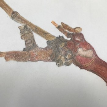 american-sycamore-with-brooming-detail